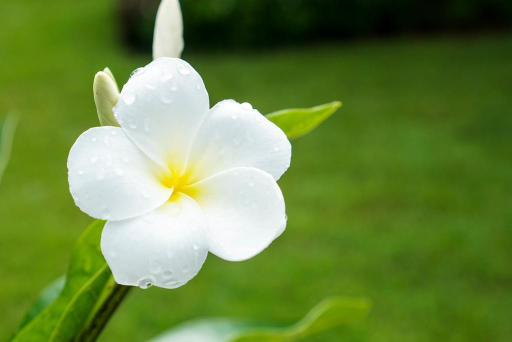 Charpoot Khao Lak